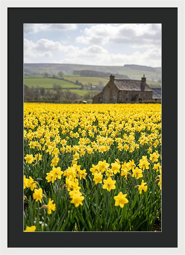 Vibrant Daffodils In Full Bloom