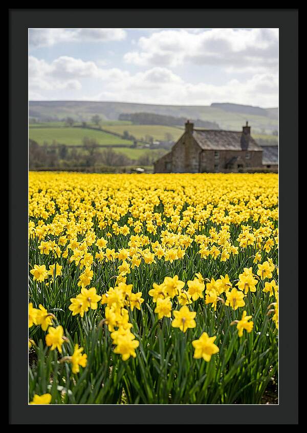 Vibrant Daffodils In Full Bloom