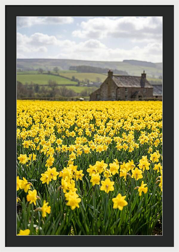 Vibrant Daffodils In Full Bloom