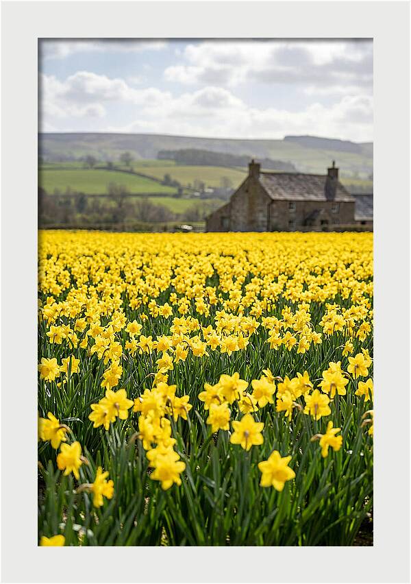 Vibrant Daffodils In Full Bloom