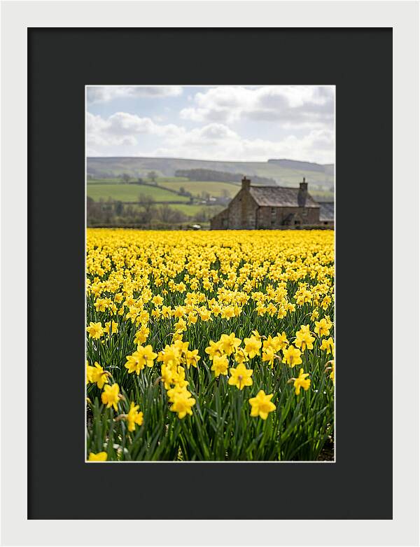 Vibrant Daffodils In Full Bloom