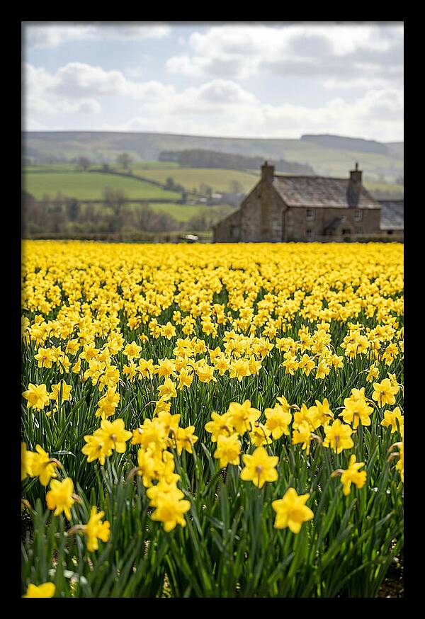 Vibrant Daffodils In Full Bloom