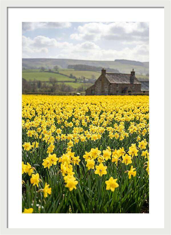 Vibrant Daffodils In Full Bloom