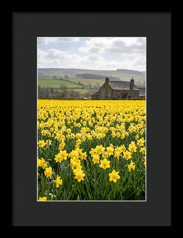 Vibrant Daffodils In Full Bloom