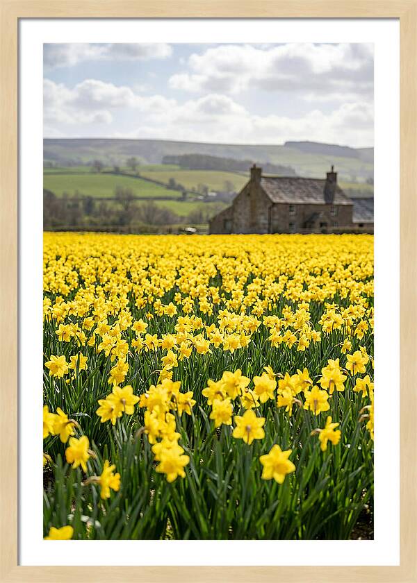 Vibrant Daffodils In Full Bloom