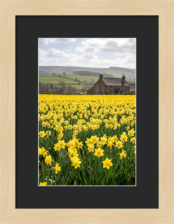 Vibrant Daffodils In Full Bloom