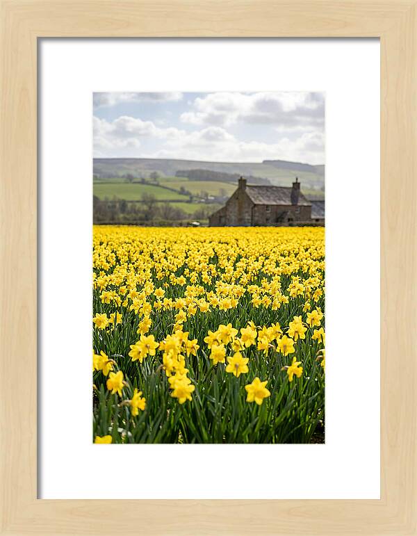 Vibrant Daffodils In Full Bloom
