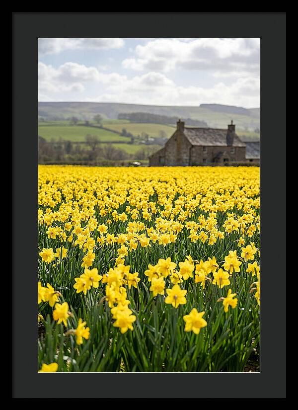 Vibrant Daffodils In Full Bloom