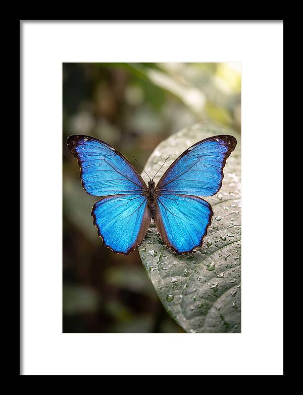 Vibrant Dance Of The Blue Morpho