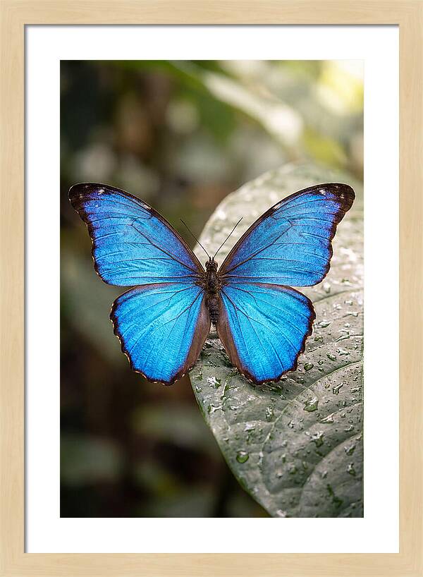 Vibrant Dance Of The Blue Morpho