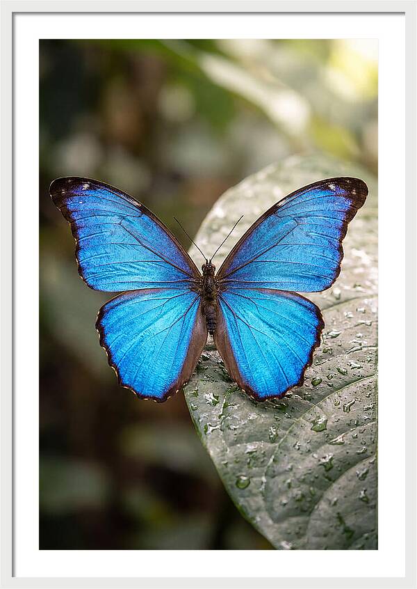 Vibrant Dance Of The Blue Morpho