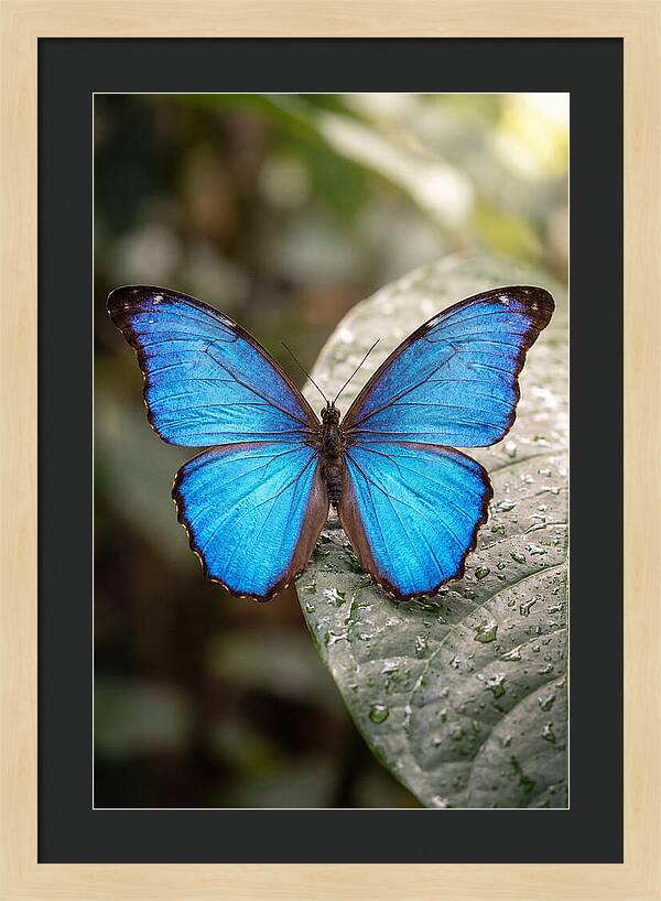 Vibrant Dance Of The Blue Morpho