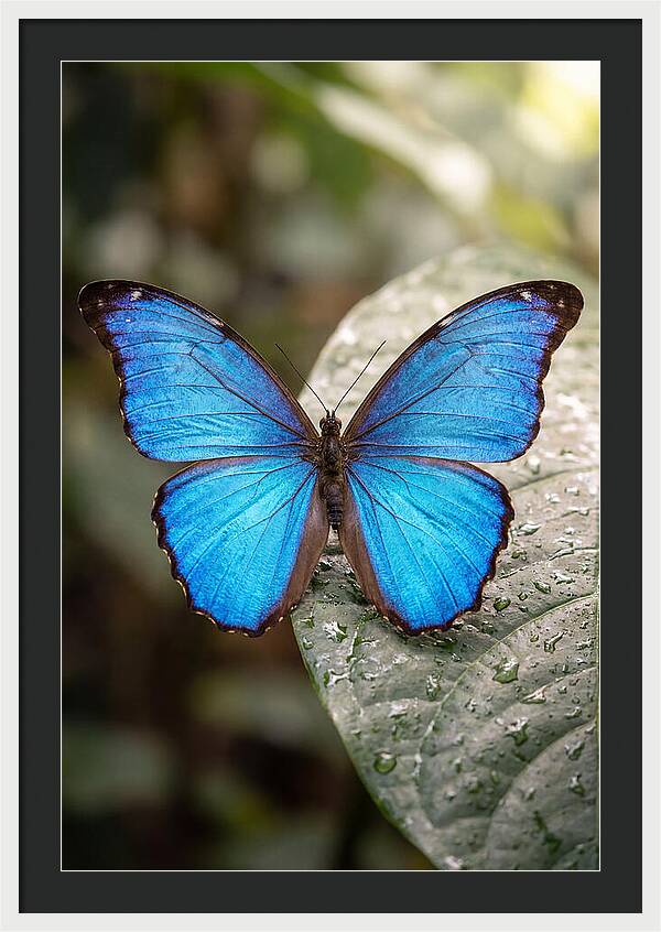 Vibrant Dance Of The Blue Morpho