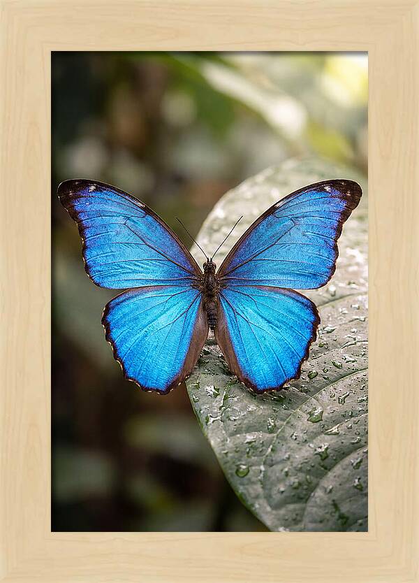 Vibrant Dance Of The Blue Morpho