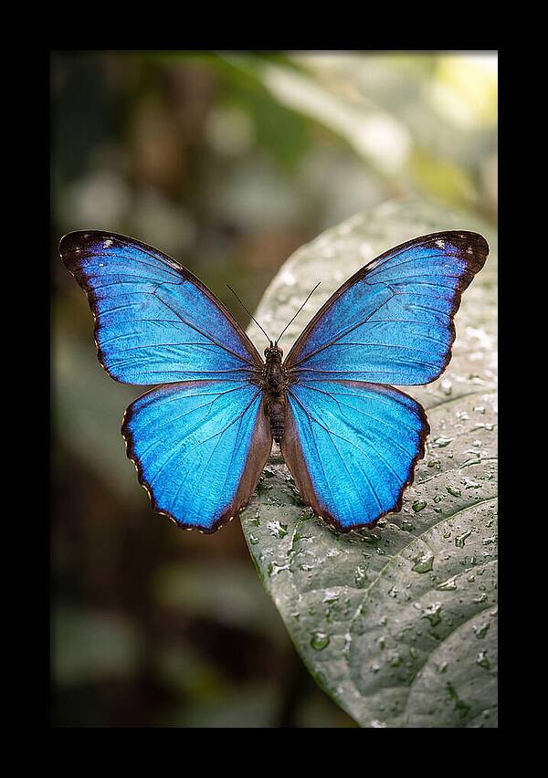 Vibrant Dance Of The Blue Morpho