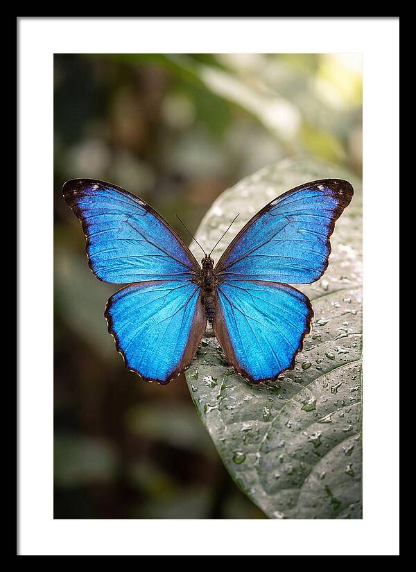 Vibrant Dance Of The Blue Morpho