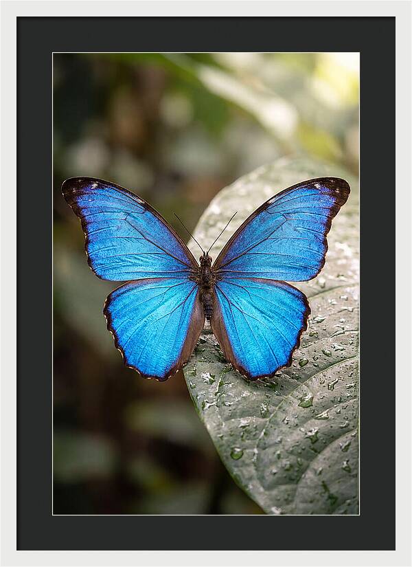 Vibrant Dance Of The Blue Morpho