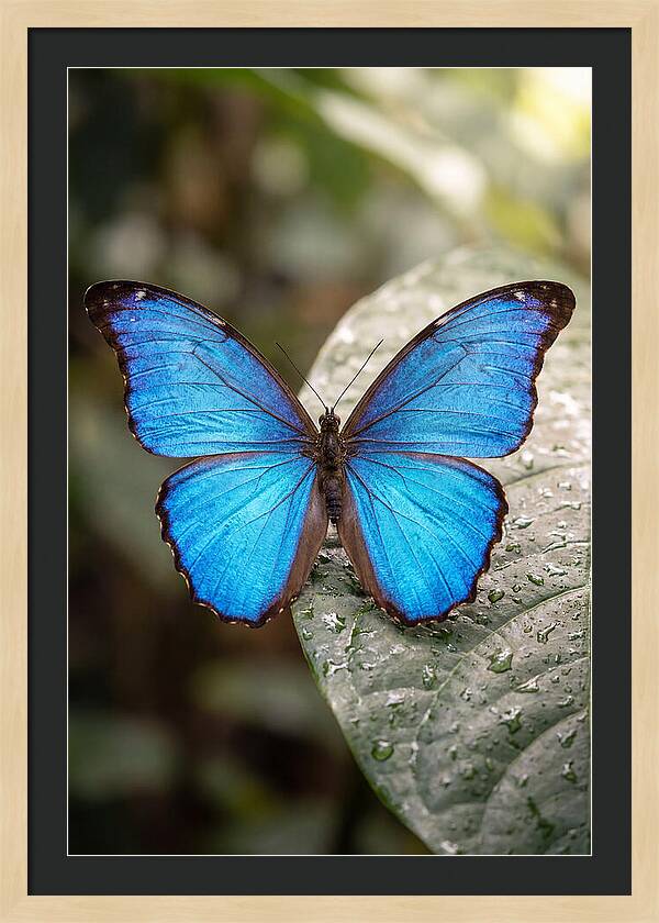 Vibrant Dance Of The Blue Morpho