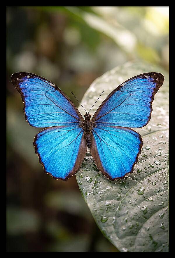 Vibrant Dance Of The Blue Morpho