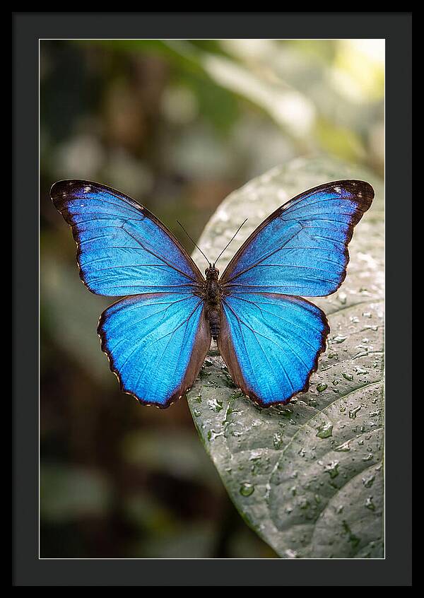 Vibrant Dance Of The Blue Morpho