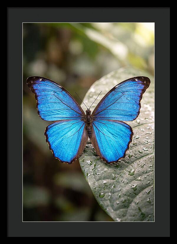 Vibrant Dance Of The Blue Morpho