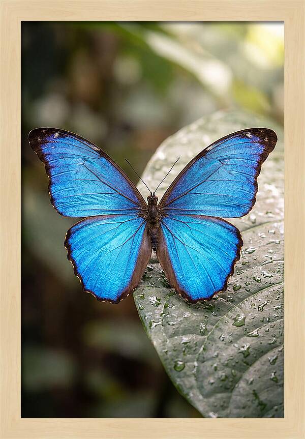 Vibrant Dance Of The Blue Morpho