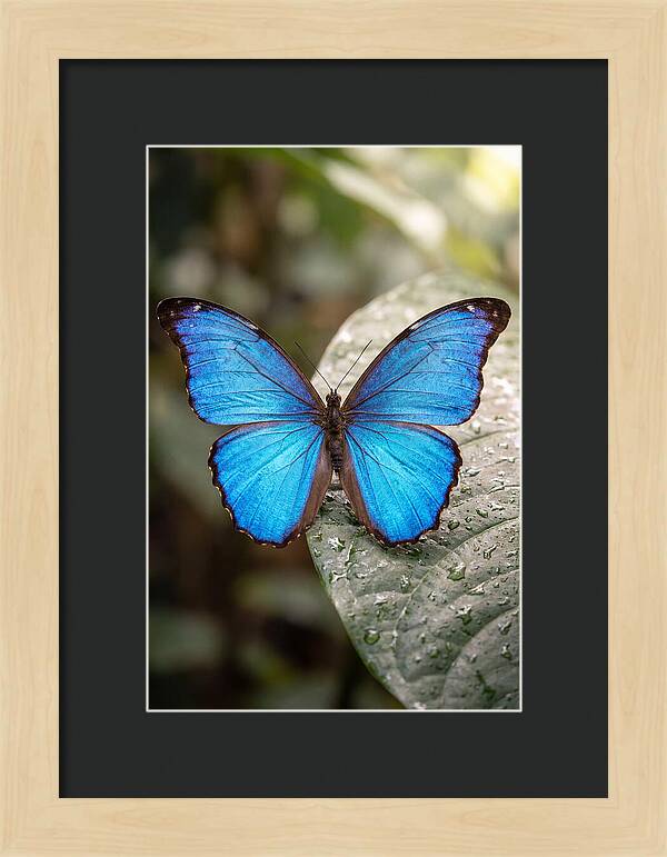 Vibrant Dance Of The Blue Morpho