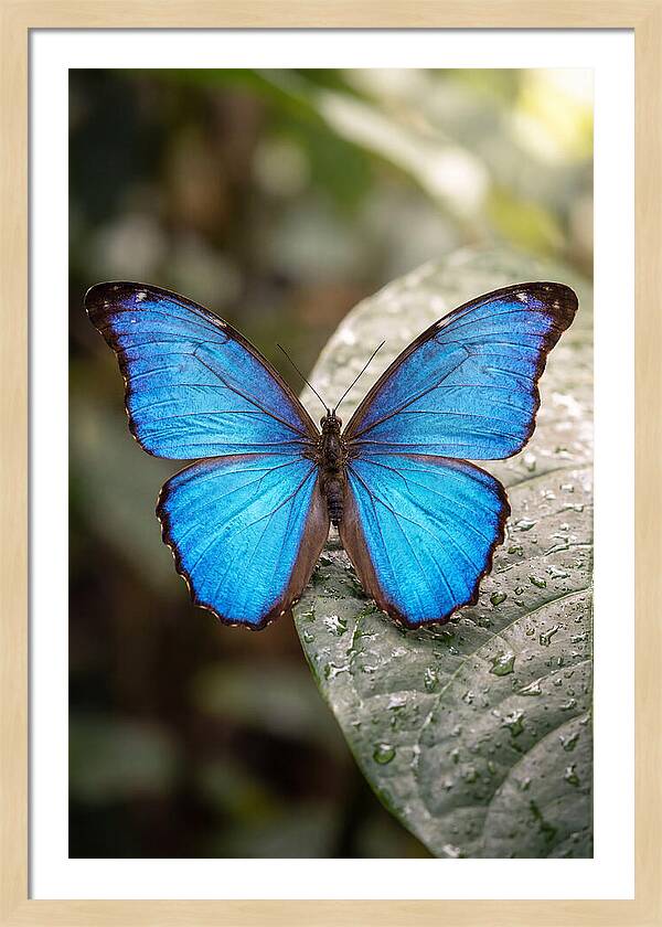 Vibrant Dance Of The Blue Morpho