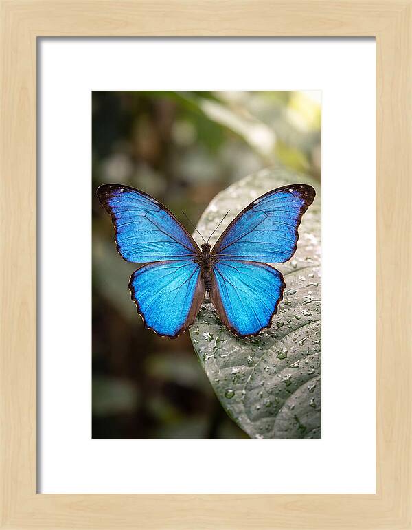 Vibrant Dance Of The Blue Morpho
