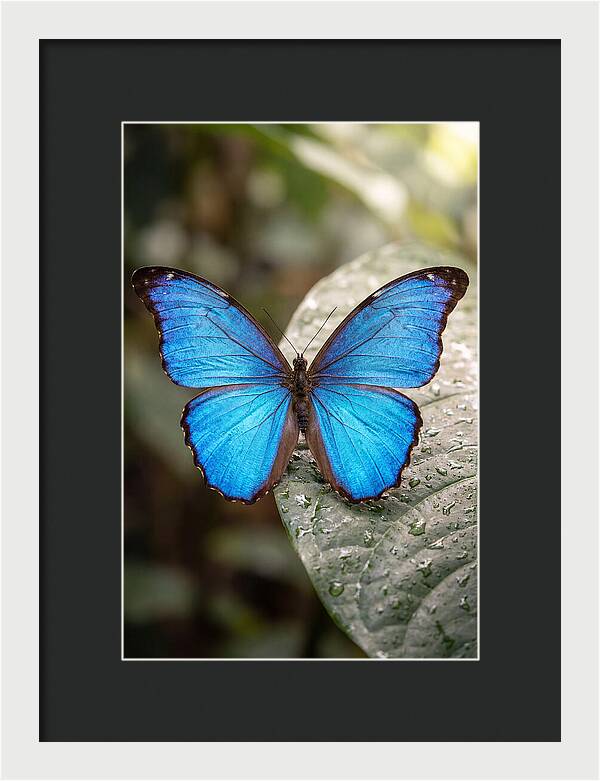 Vibrant Dance Of The Blue Morpho