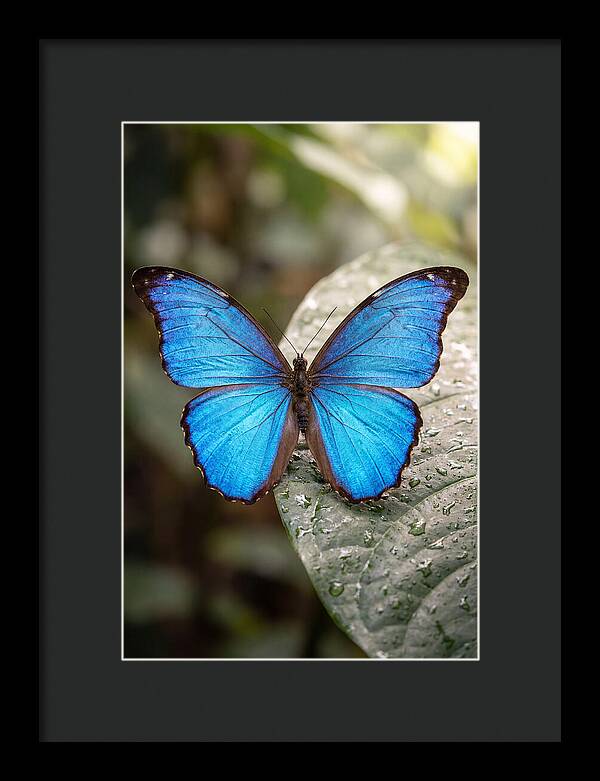 Vibrant Dance Of The Blue Morpho