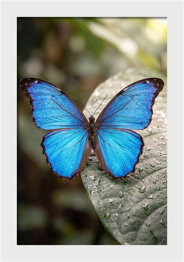 Vibrant Dance Of The Blue Morpho
