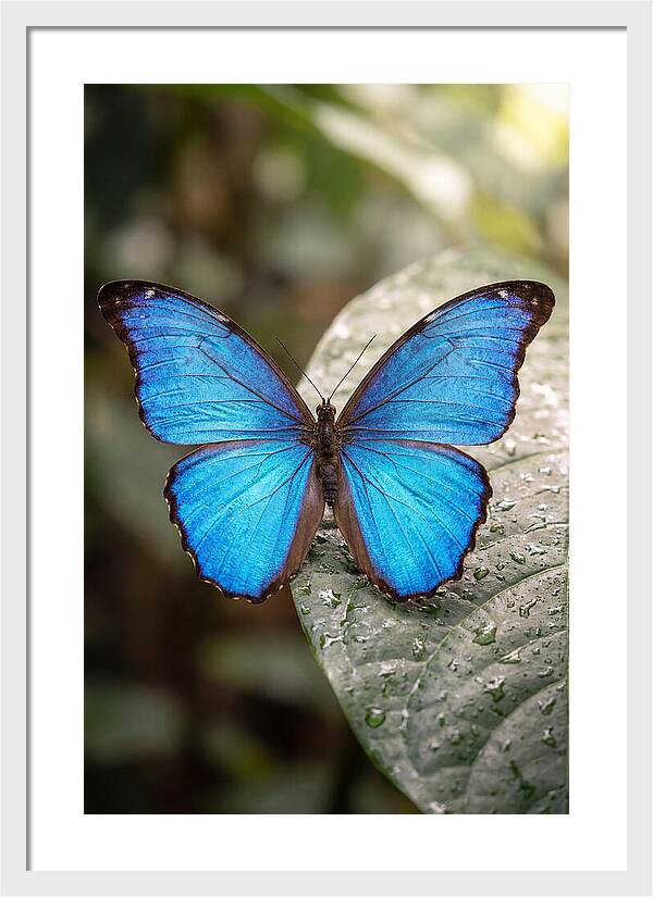 Vibrant Dance Of The Blue Morpho