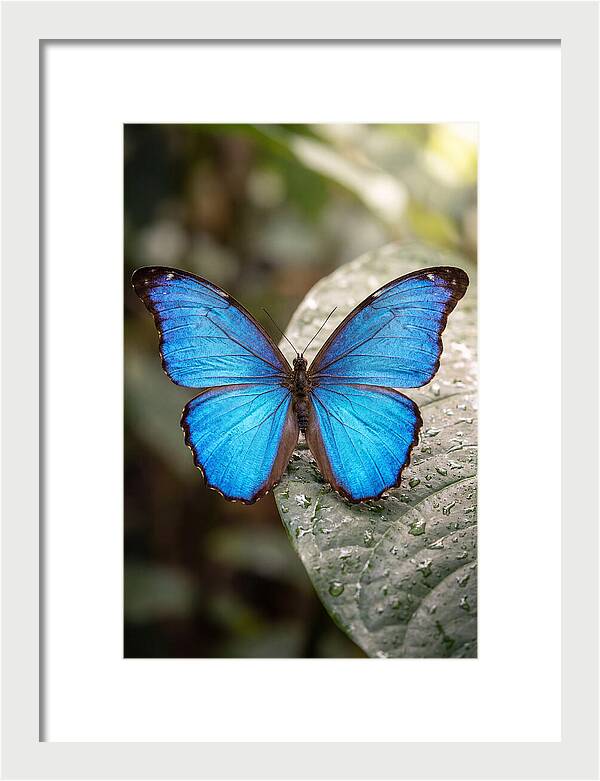 Vibrant Dance Of The Blue Morpho