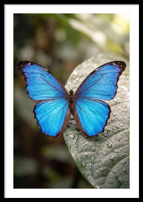 Vibrant Dance Of The Blue Morpho