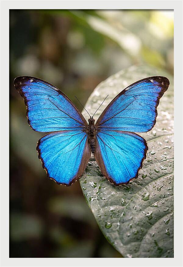 Vibrant Dance Of The Blue Morpho