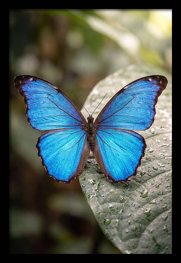 Vibrant Dance Of The Blue Morpho