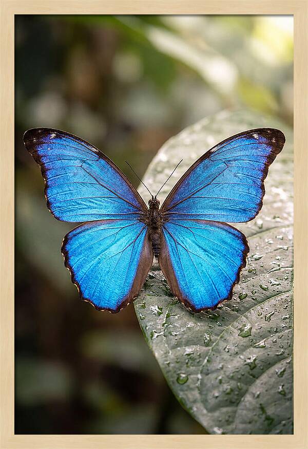Vibrant Dance Of The Blue Morpho