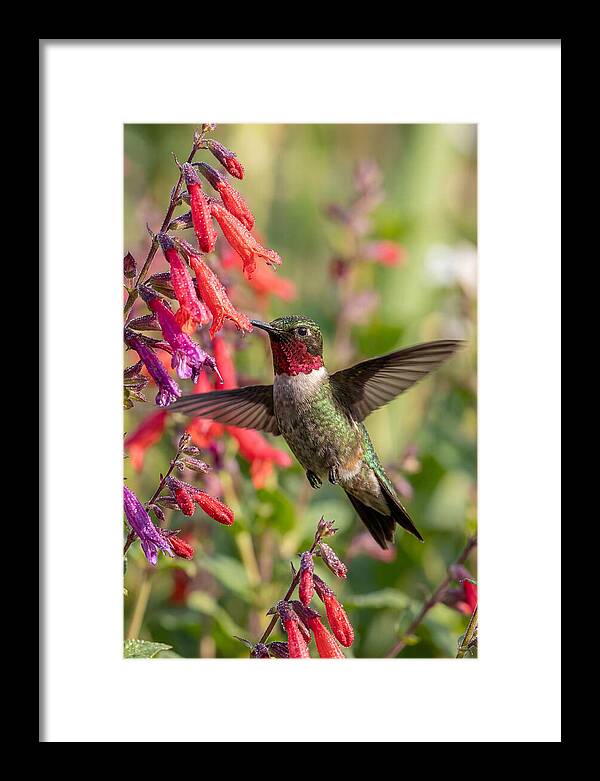 Vibrant Hummingbird Soaring Through Air