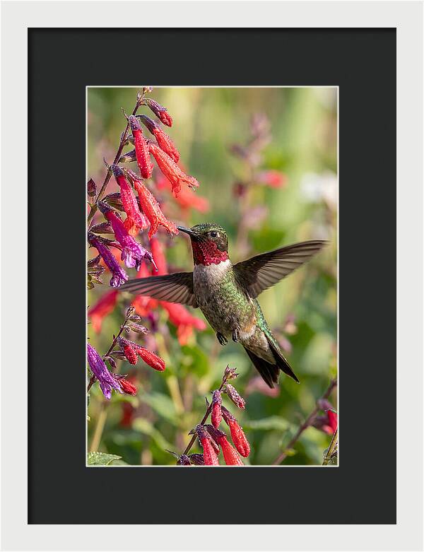 Vibrant Hummingbird Soaring Through Air