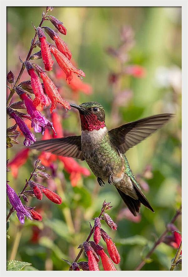 Vibrant Hummingbird Soaring Through Air