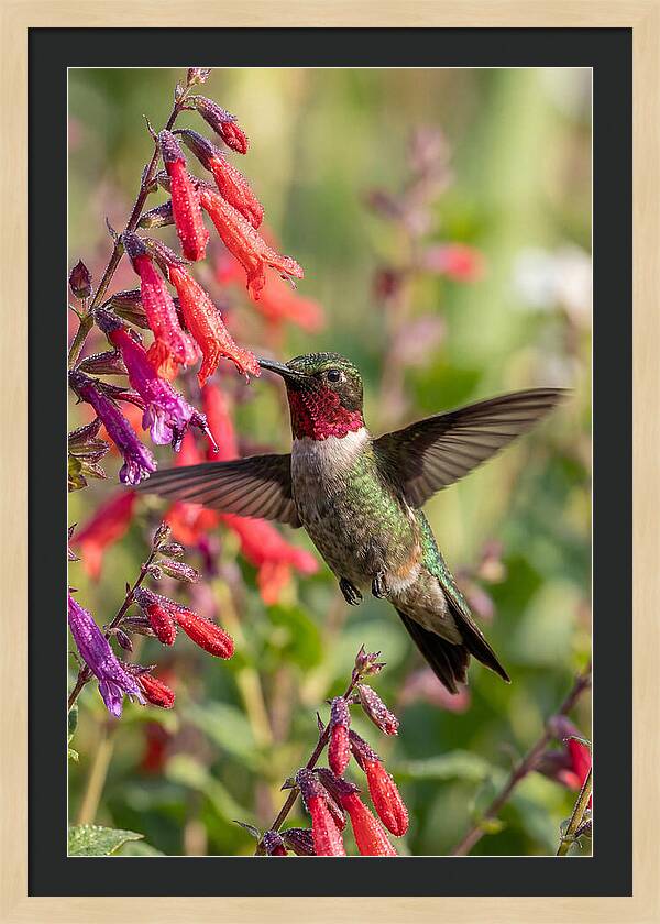 Vibrant Hummingbird Soaring Through Air
