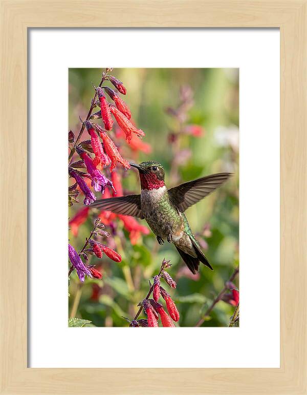 Vibrant Hummingbird Soaring Through Air