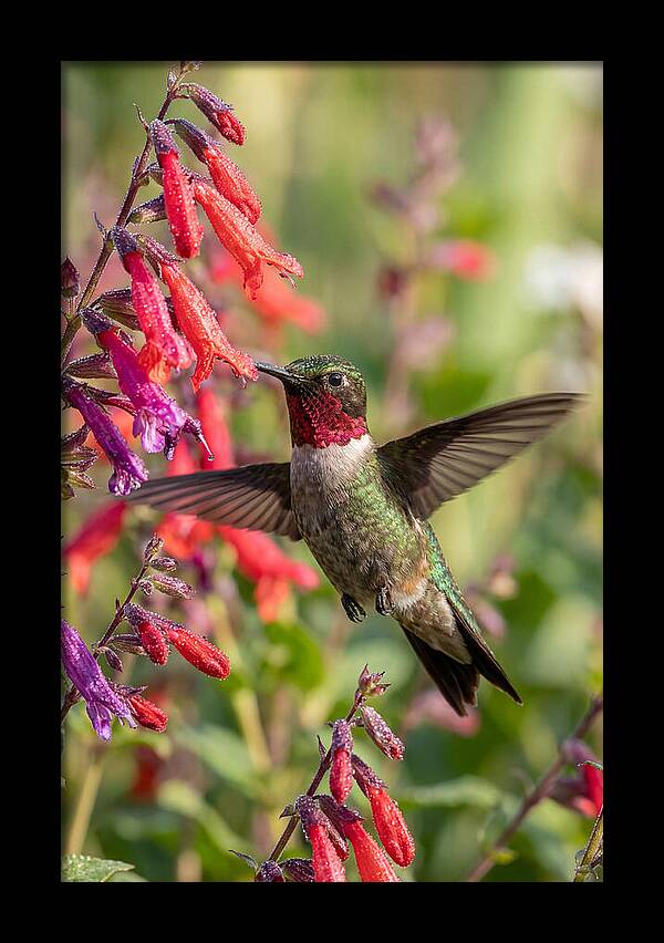 Vibrant Hummingbird Soaring Through Air