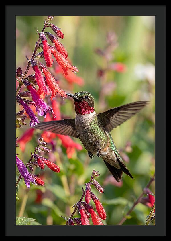 Vibrant Hummingbird Soaring Through Air