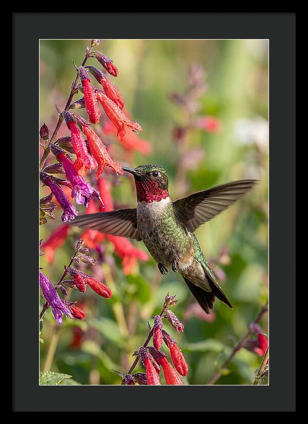 Vibrant Hummingbird Soaring Through Air