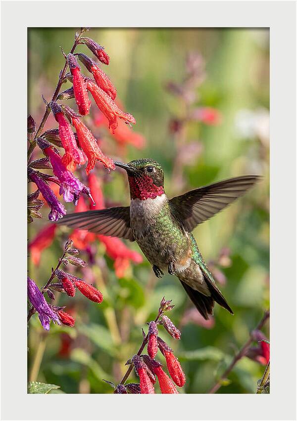 Vibrant Hummingbird Soaring Through Air