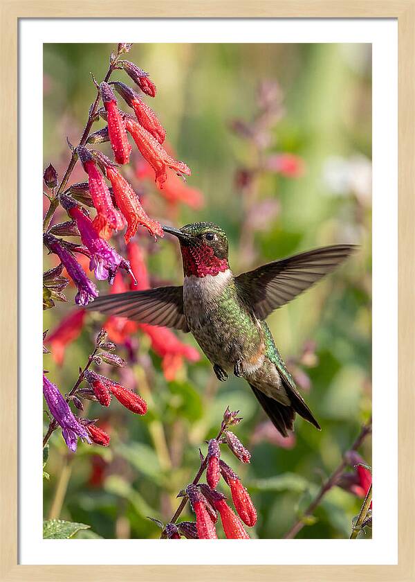 Vibrant Hummingbird Soaring Through Air