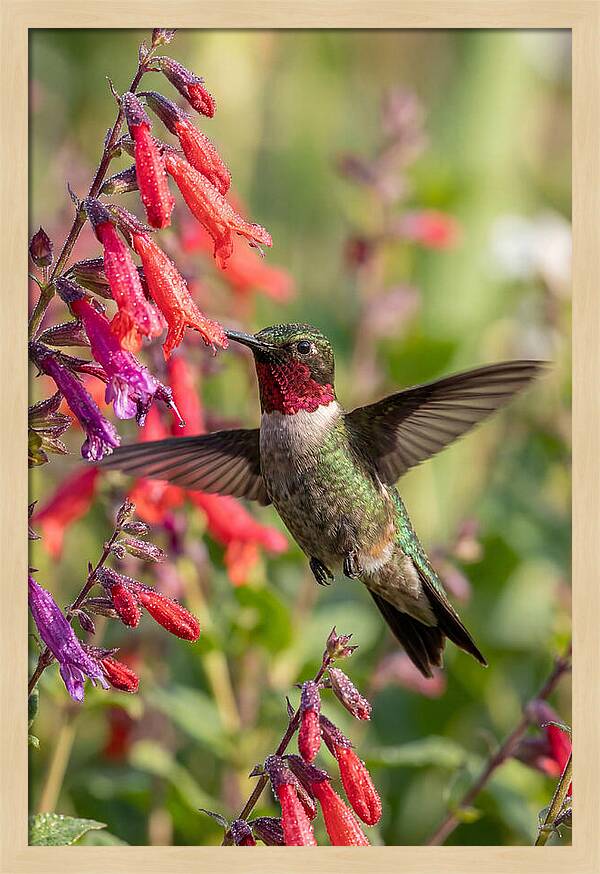 Vibrant Hummingbird Soaring Through Air