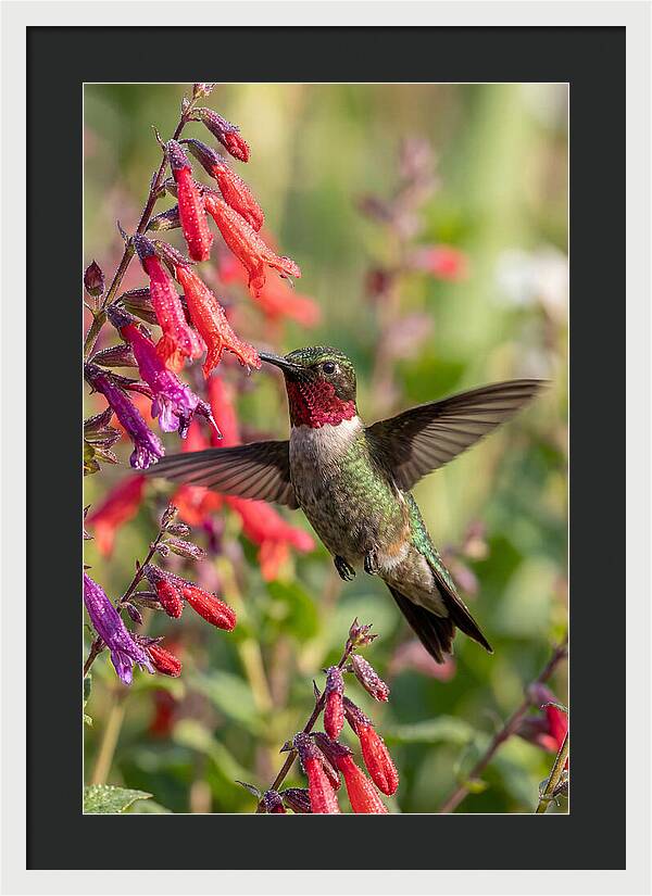 Vibrant Hummingbird Soaring Through Air